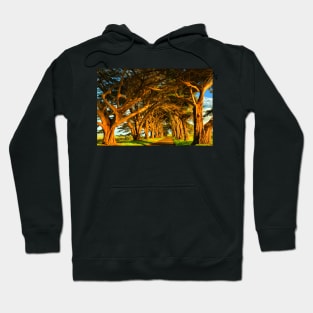 Cypress Tunnel Sunset Glow Hoodie